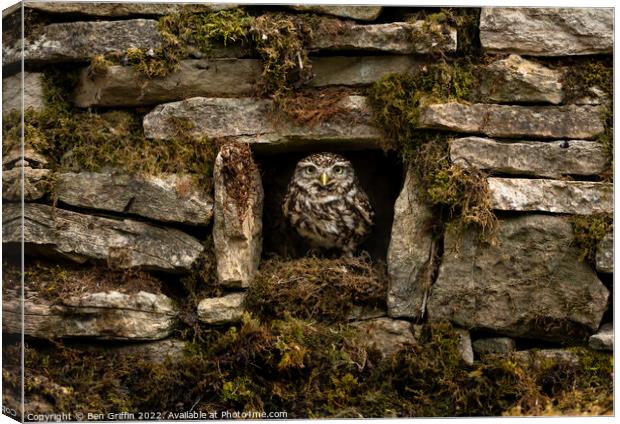 Owl in the Wall Canvas Print by Ben Griffin