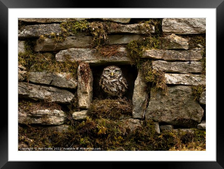 Owl in the Wall Framed Mounted Print by Ben Griffin