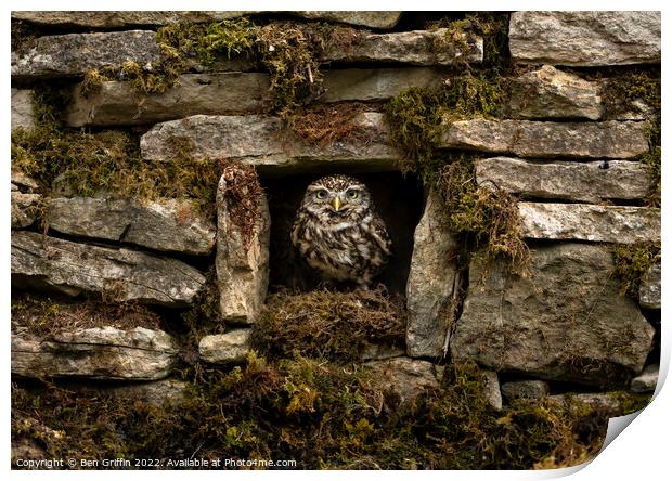 Owl in the Wall Print by Ben Griffin