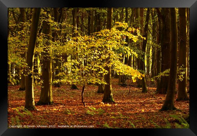 sunlit tree Framed Print by Simon Johnson