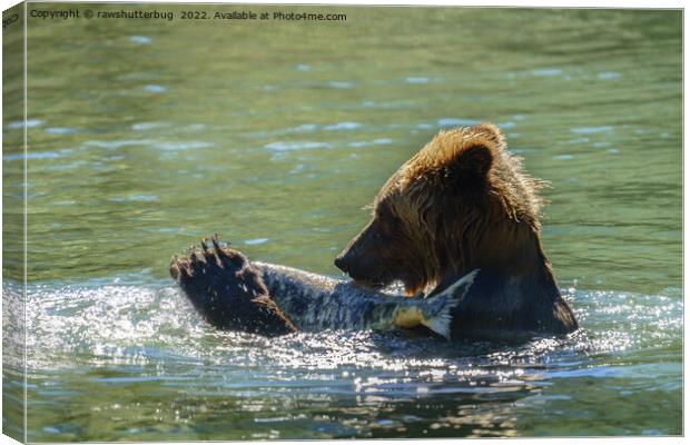 Grizzly Bear Caught A Salmon Canvas Print by rawshutterbug 