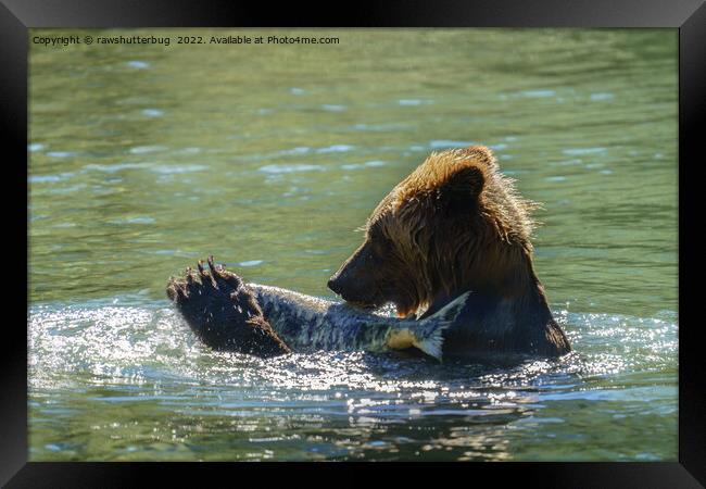 Grizzly Bear Caught A Salmon Framed Print by rawshutterbug 