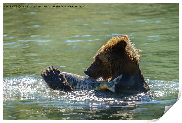 Grizzly Bear Caught A Salmon Print by rawshutterbug 