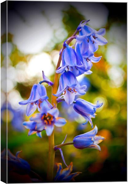 Bluebells Bluebell Spring Flowers Hyacinthoides Canvas Print by Andy Evans Photos