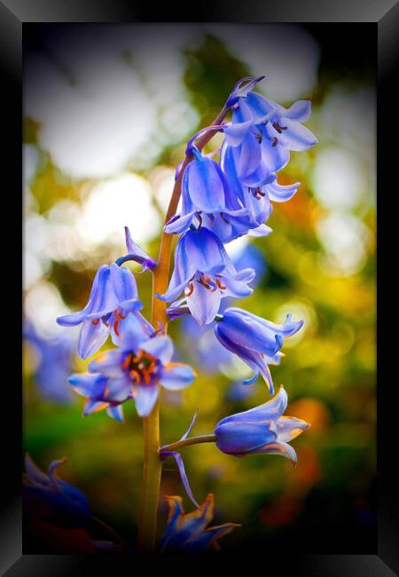 Bluebells Bluebell Spring Flowers Hyacinthoides Framed Print by Andy Evans Photos