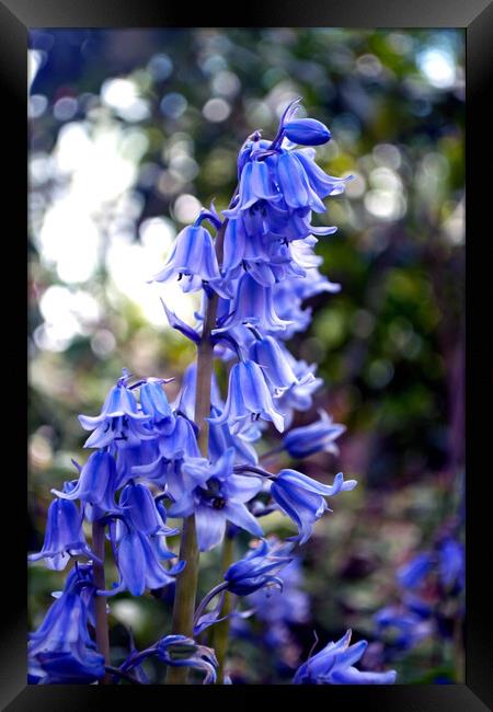 Bluebells Bluebell Spring Flowers Hyacinthoides Framed Print by Andy Evans Photos