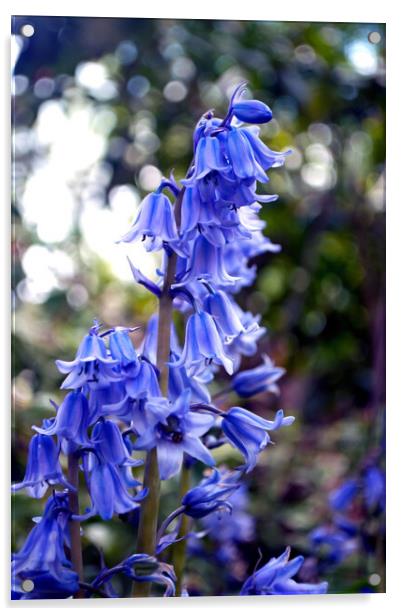 Bluebells Bluebell Spring Flowers Hyacinthoides Acrylic by Andy Evans Photos