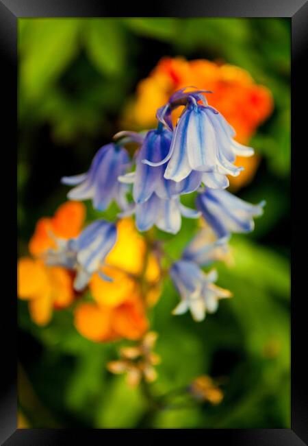 Bluebells Bluebell Spring Flowers Hyacinthoides Framed Print by Andy Evans Photos