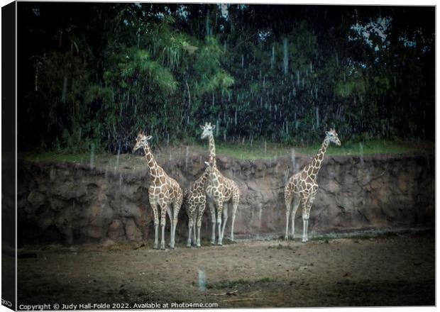 Standing in the Rain Canvas Print by Judy Hall-Folde