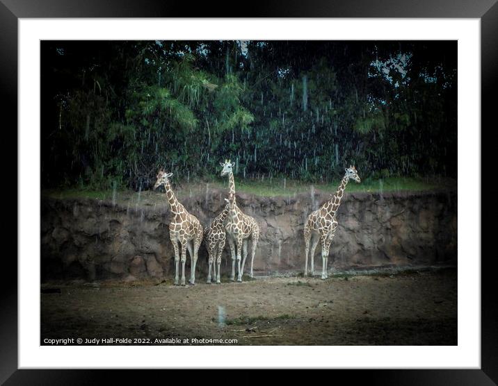 Standing in the Rain Framed Mounted Print by Judy Hall-Folde