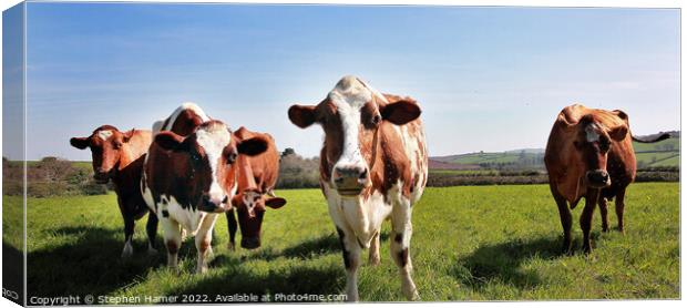 Majestic Dairy Cows Canvas Print by Stephen Hamer