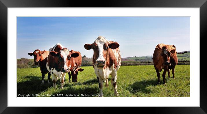 Majestic Dairy Cows Framed Mounted Print by Stephen Hamer