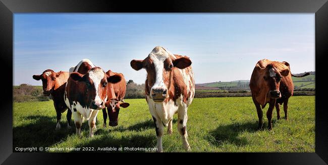 Majestic Dairy Cows Framed Print by Stephen Hamer