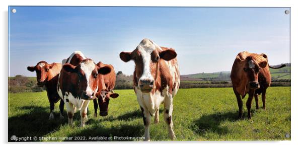 Majestic Dairy Cows Acrylic by Stephen Hamer