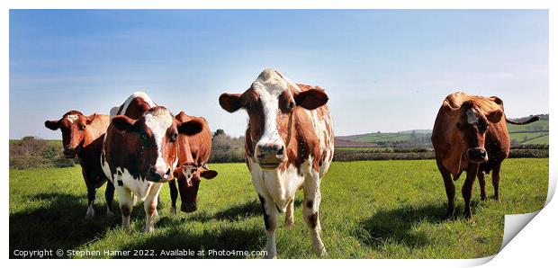 Majestic Dairy Cows Print by Stephen Hamer