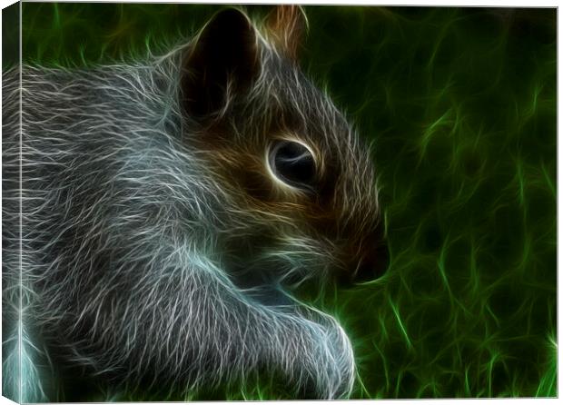 The grey squirrel Canvas Print by kathy white