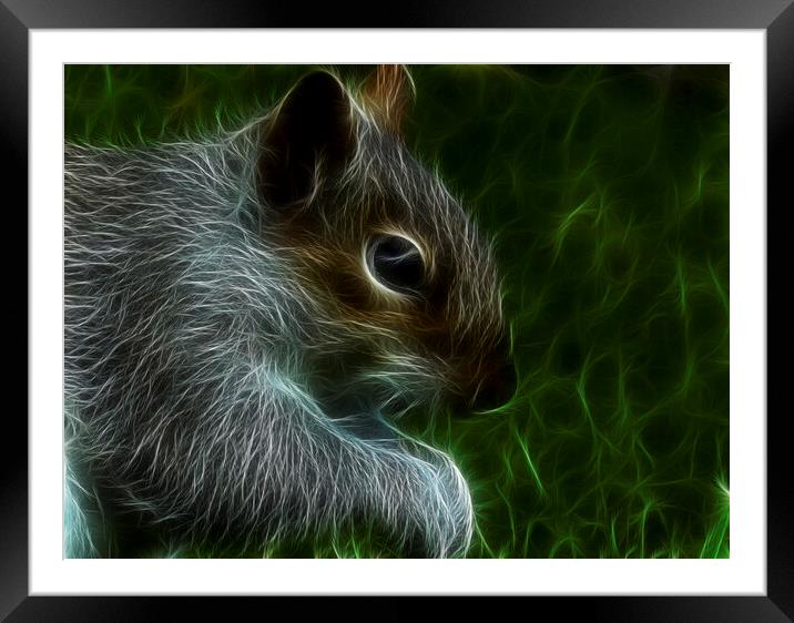 The grey squirrel Framed Mounted Print by kathy white