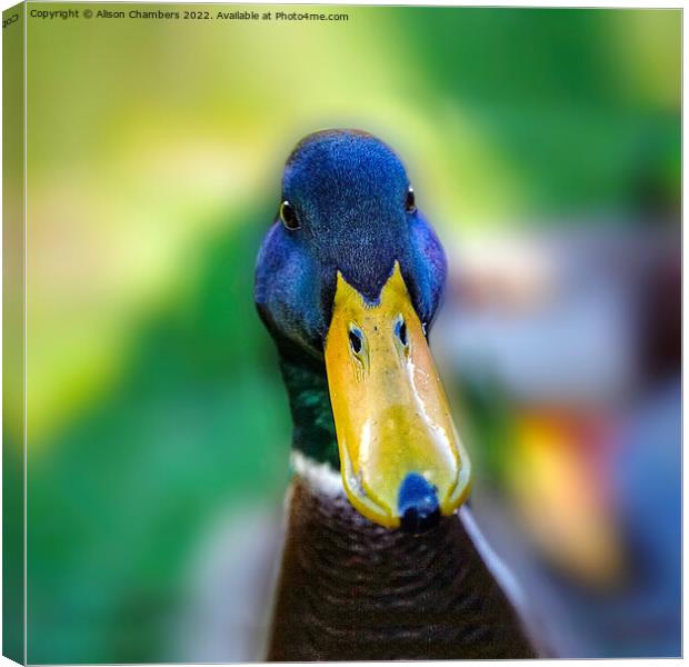 Milldale Duck Canvas Print by Alison Chambers