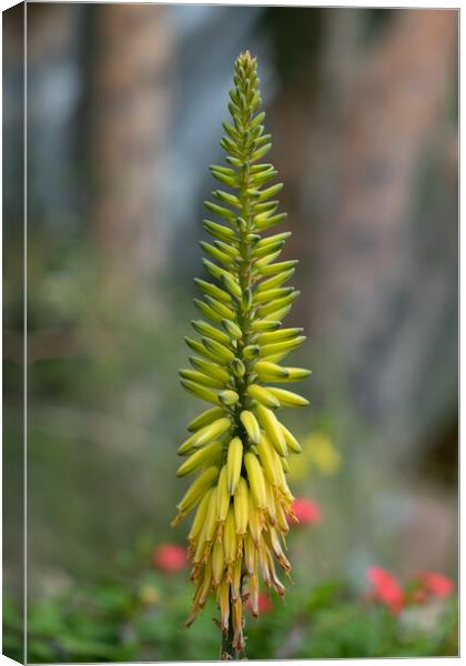 Aloe Vera Flower Canvas Print by Artur Bogacki