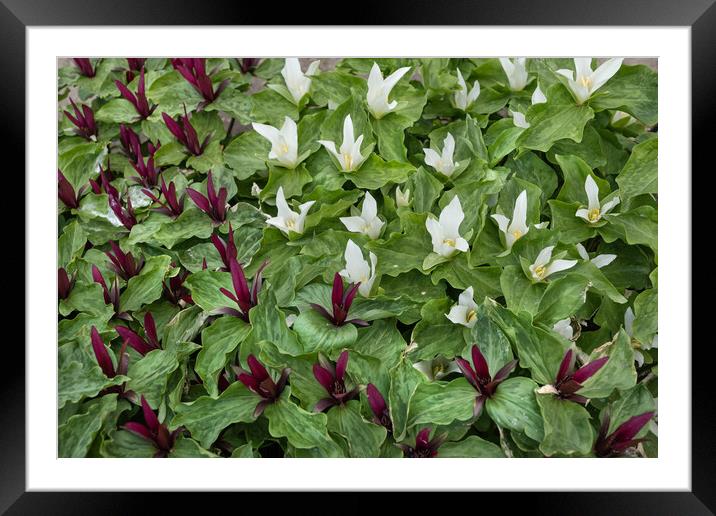 Giant Trillium With Blooming Flowers Framed Mounted Print by Artur Bogacki