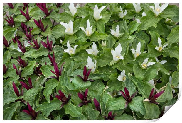 Giant Trillium With Blooming Flowers Print by Artur Bogacki