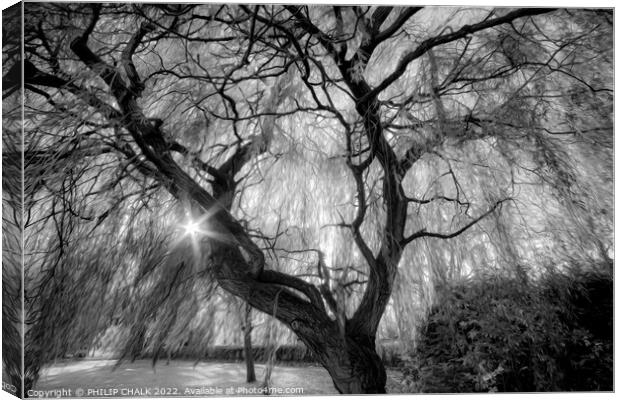 Magical weeping willow 844 Canvas Print by PHILIP CHALK