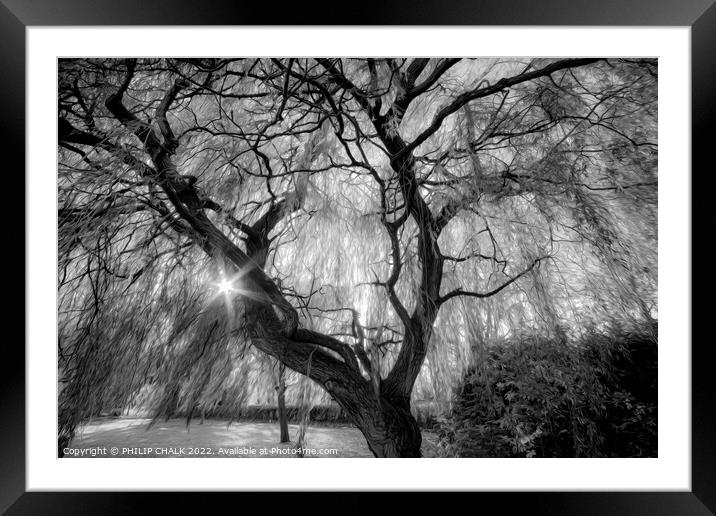 Magical weeping willow 844 Framed Mounted Print by PHILIP CHALK