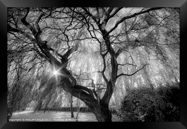 Magical weeping willow 844 Framed Print by PHILIP CHALK