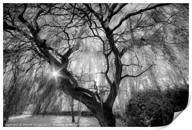 Magical weeping willow 844 Print by PHILIP CHALK