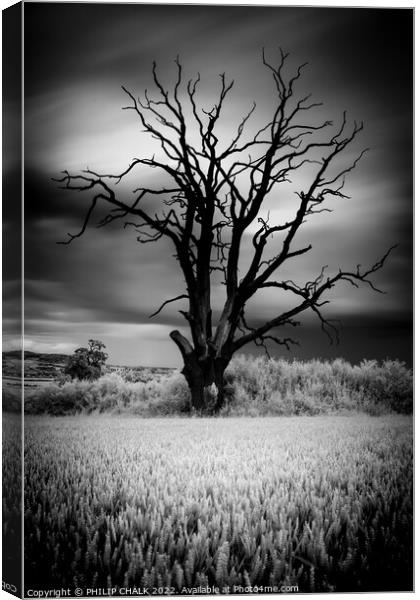 The lone lightening tree in black and white 845 Canvas Print by PHILIP CHALK