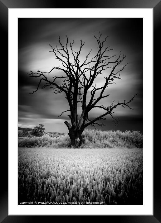 The lone lightening tree in black and white 845 Framed Mounted Print by PHILIP CHALK