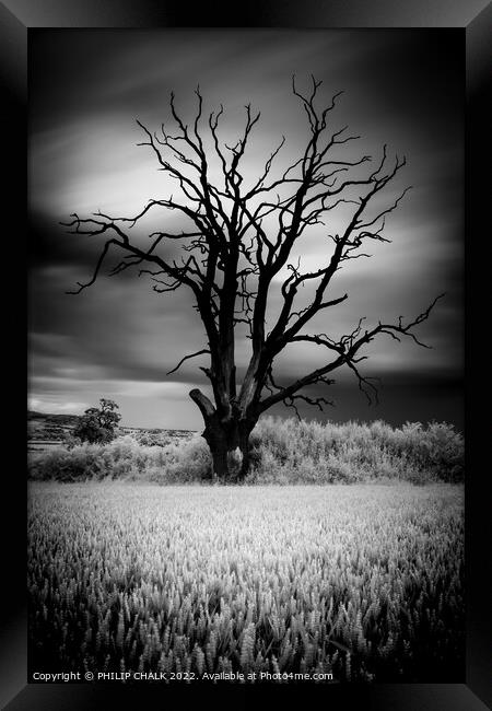 The lone lightening tree in black and white 845 Framed Print by PHILIP CHALK