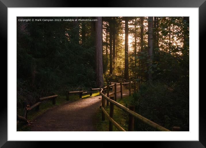 Morning sun in the forest Framed Mounted Print by Mark Campion
