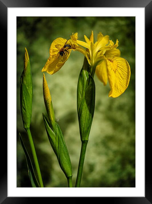 Yellow Flag Iris Framed Mounted Print by kathy white