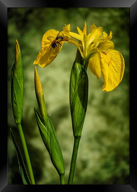 Yellow Flag Iris Framed Print by kathy white