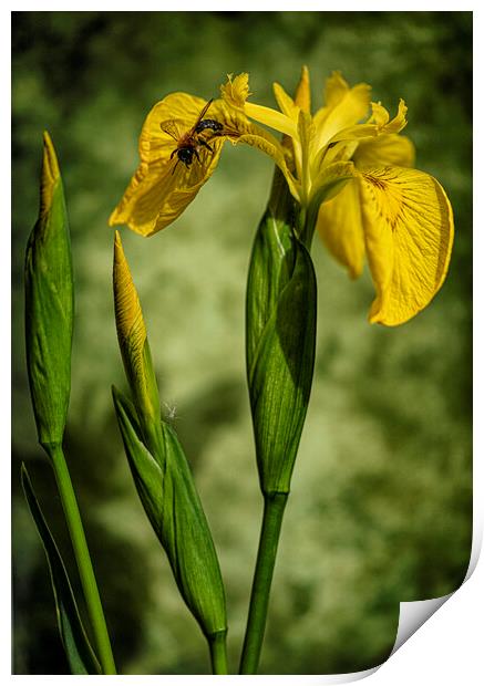 Yellow Flag Iris Print by kathy white
