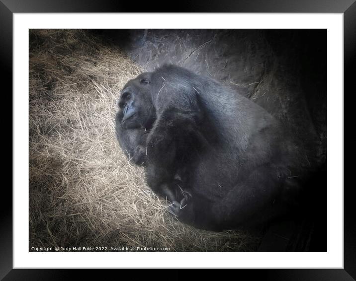 Napping Ape Framed Mounted Print by Judy Hall-Folde