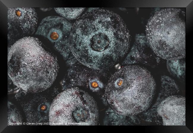 Blueberry Worlds  Framed Print by Ciaran Craig