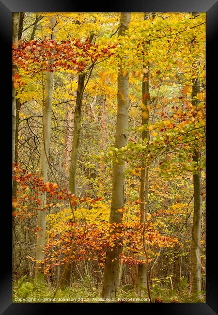 autumn woodland Framed Print by Simon Johnson