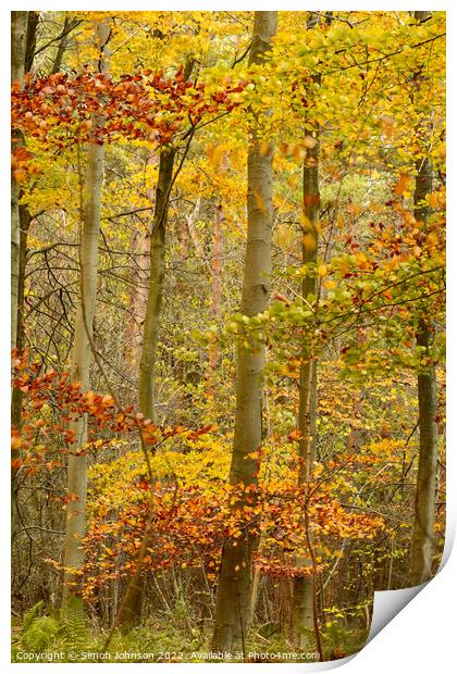 autumn woodland Print by Simon Johnson
