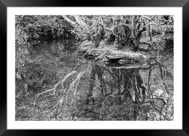 Reflecting on your Roots Framed Mounted Print by Adrian Burgess