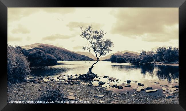 Golden Lone Tree, Llanberis Framed Print by Adrian Burgess