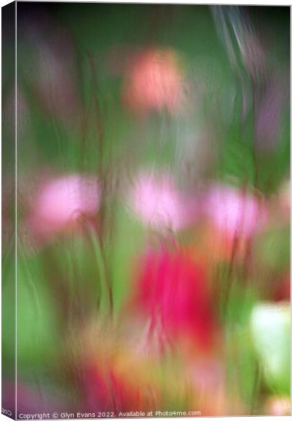 Flowers in the Rain Canvas Print by Glyn Evans