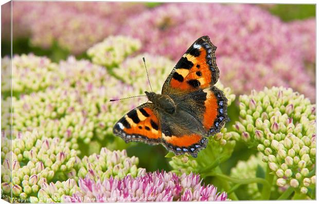 Tortoiseshell Butterfly Canvas Print by Ian Collins