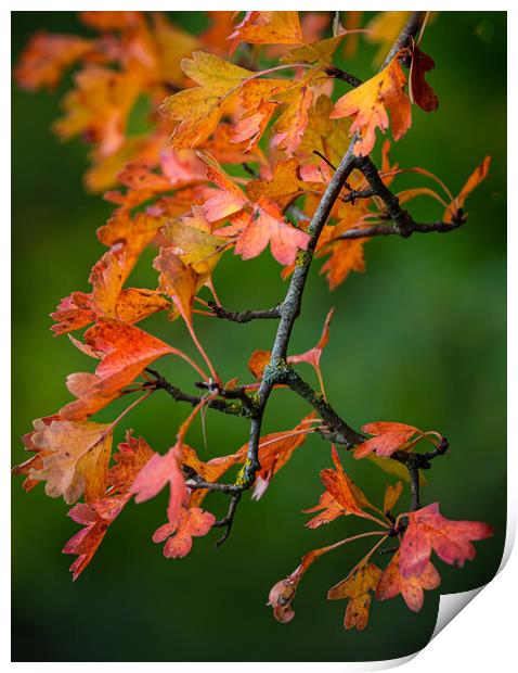 Autumn leaves Print by Cliff Kinch