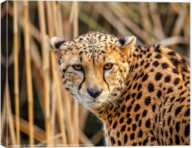 Cheetah Africa Canvas Print by Darren Wilkes