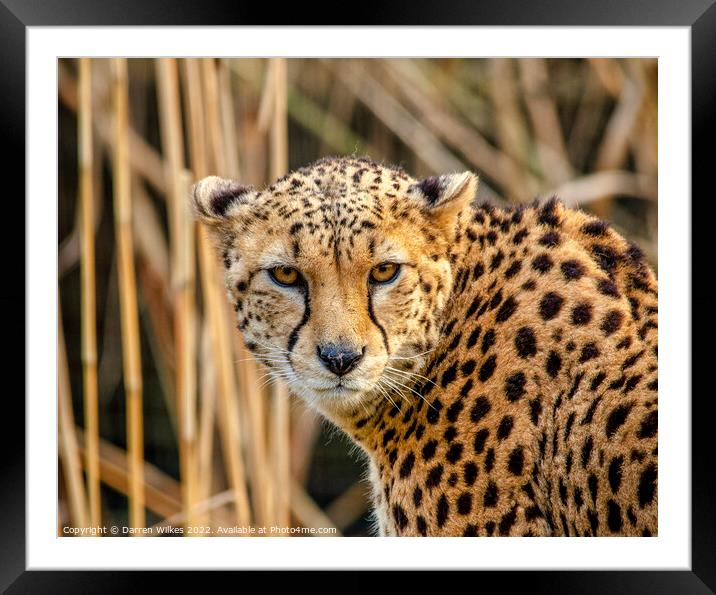 Cheetah Africa Framed Mounted Print by Darren Wilkes