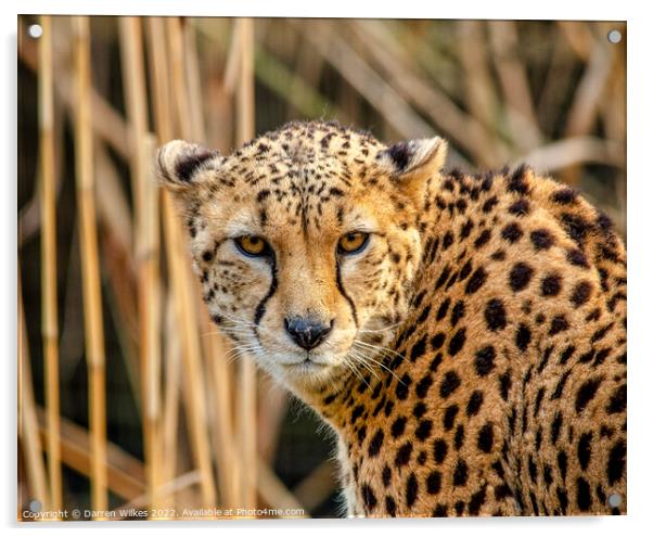 Cheetah Africa Acrylic by Darren Wilkes