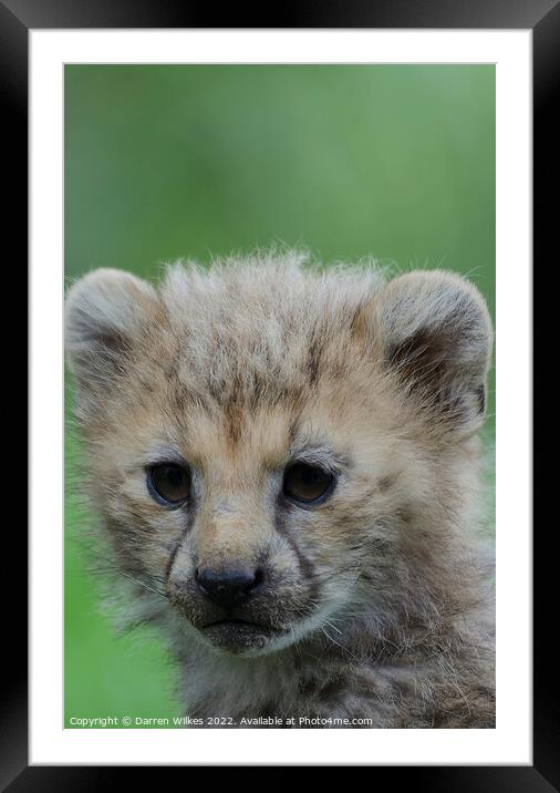 Cheetah Cub Framed Mounted Print by Darren Wilkes