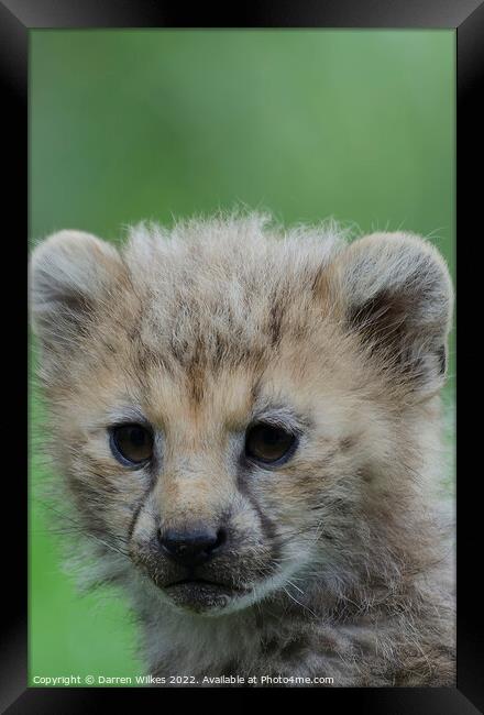 Cheetah Cub Framed Print by Darren Wilkes